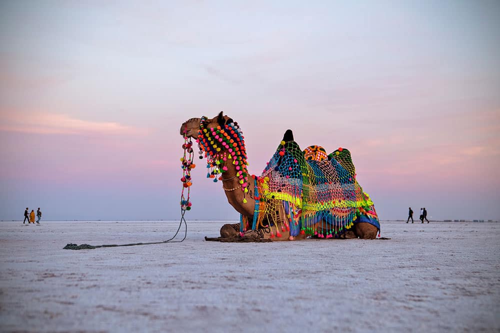 Run of Kutch, Gujarat