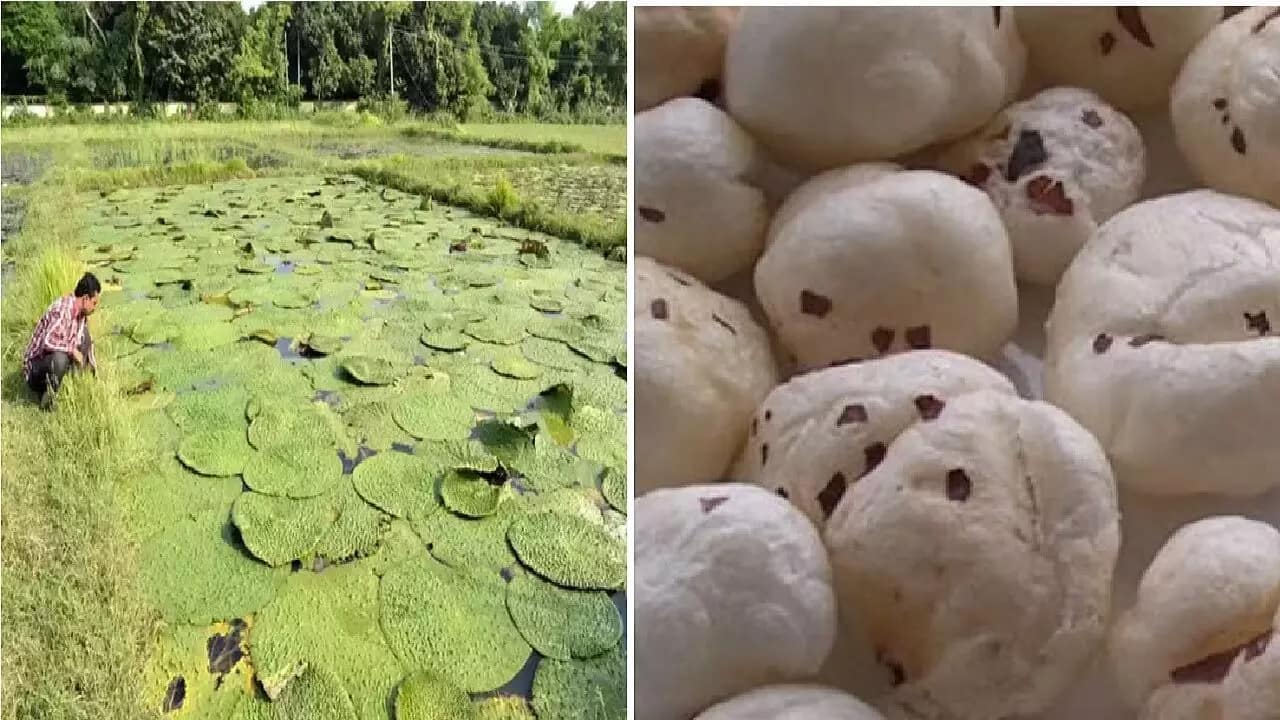 Makhana Farming Business Idea