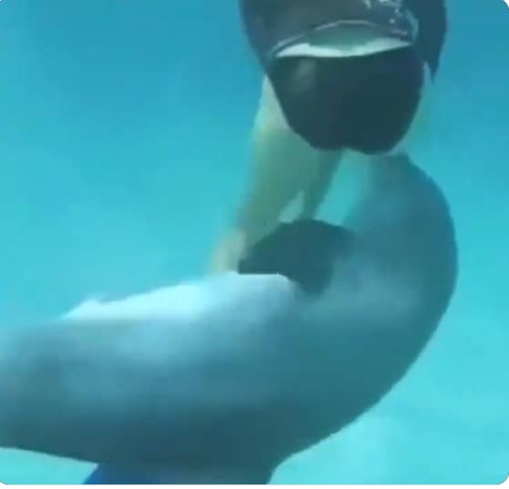 Woman swims with dolphin