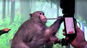 Monkey elon musk brain chip old