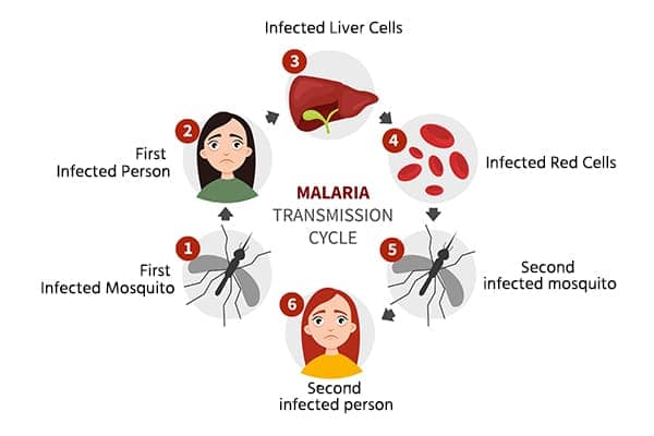 Cause of Malaria 2023