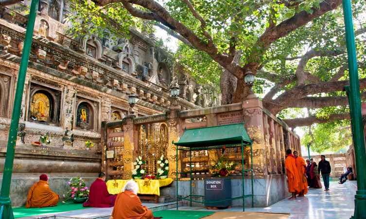 Bodhi Tree, Bodhgaya