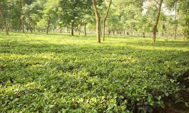 Kishanganj